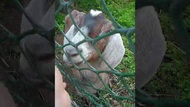 видео про коз видео про коз