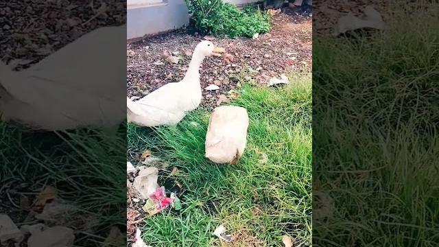 18 May 2025#shortsfeed#shorts #gardening #garden #plants #cute #duck #ducks #birds #pets#pet 18 May 2025#shortsfeed#shorts #gardening #garden #plants #cute #duck #ducks #birds #pets#pet