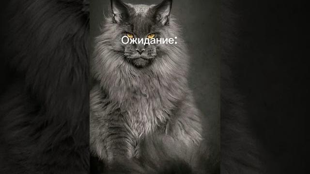 Кот мейн-кун Кот мейн-кун