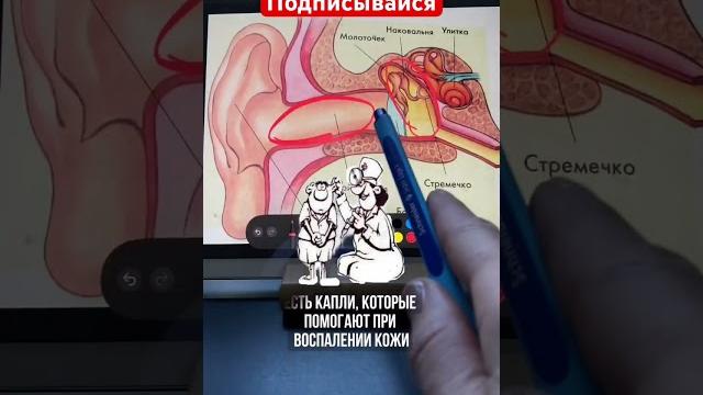 Капли в ухо: Анауран, Полидекса, Кандибиотик, Софрадекс, Отипакс, Отинум #лорврач #отит #больвухе Капли в ухо: Анауран, Полидекса, Кандибиотик, Софрадекс, Отипакс, Отинум #лорврач #отит #больвухе