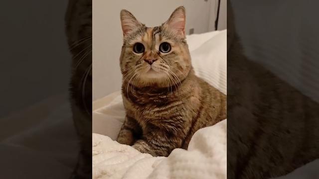 Грустный котик хотел рыбку Спонсор выпуска - наполнитель Felino Арт WB: 98527925️ Рекомендую Грустный котик хотел рыбку Спонсор выпуска - наполнитель Felino Арт WB: 98527925️ Рекомендую