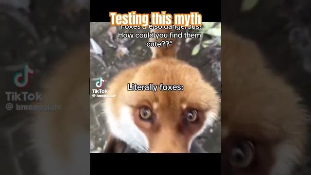 You get a fox video #subscribe You get a fox video #subscribe
