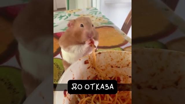 Хомяк. Щекастый Смешнуля Хомяк. Щекастый Смешнуля