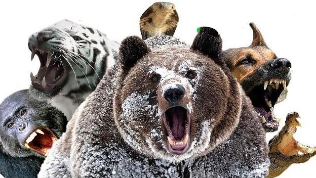 Самые опасные животные в мире Самые опасные животные в мире