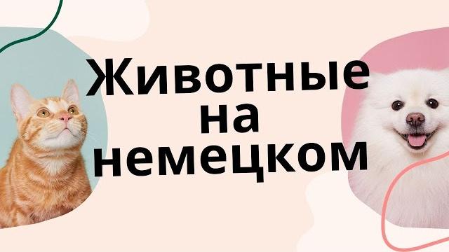 Учим 50 названий животных на немецком Учим 50 названий животных на немецком