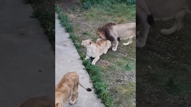 ЛЕВ ЛАСКАЕТ ЛЬВИЦУ. LIONS LOVE #shorts #animals #lions ЛЕВ ЛАСКАЕТ ЛЬВИЦУ. LIONS LOVE #shorts #animals #lions