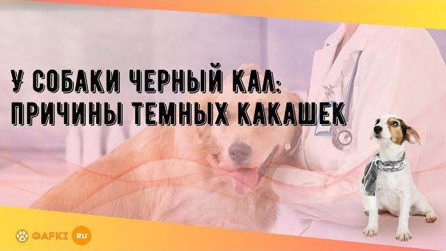 У собаки черный кал: причины темных какашек У собаки черный кал: причины темных какашек