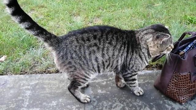 КОТЫ ПАРТИЗАНЯТ/Без кота жизнь не та. КОТЫ ПАРТИЗАНЯТ/Без кота жизнь не та.