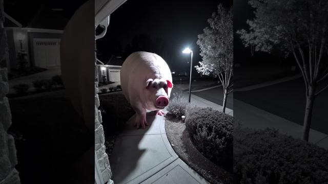 Huge pig caught on CCTV #scary #ai #foundfootage #horror Huge pig caught on CCTV #scary #ai #foundfootage #horror