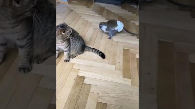 Обезьяна чуть не порешила кота Обезьяна чуть не порешила кота