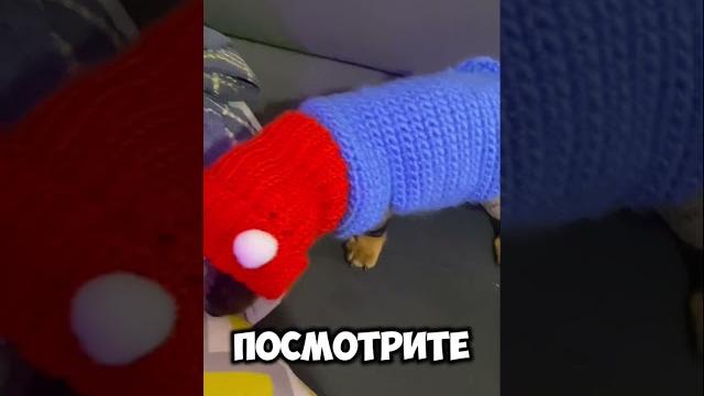 #милыесобачки #собака #такса #забавныеживотные #юмор #вязание #вязаниекрючком #вязаниеспицами #милыесобачки #собака #такса #забавныеживотные #юмор #вязание #вязаниекрючком #вязаниеспицами