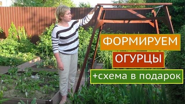 А ВЫ ПРАВИЛЬНО ФОРМИРУЕТЕ СВОИ ОГУРЦЫ?СПОСОБЫ ФОРМИРОВКИ ДЛЯ КАЖДОГО ТИПА ПЛОДОНОШЕНИЯ! А ВЫ ПРАВИЛЬНО ФОРМИРУЕТЕ СВОИ ОГУРЦЫ?СПОСОБЫ ФОРМИРОВКИ ДЛЯ КАЖДОГО ТИПА ПЛОДОНОШЕНИЯ!