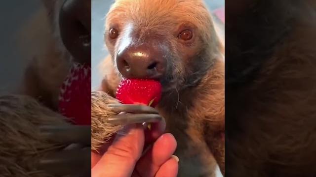 Даже ленивцы любят клубнику Даже ленивцы любят клубнику