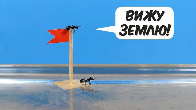 Что если Муравьи окажутся в воде на кораблике? Что если Муравьи окажутся в воде на кораблике?