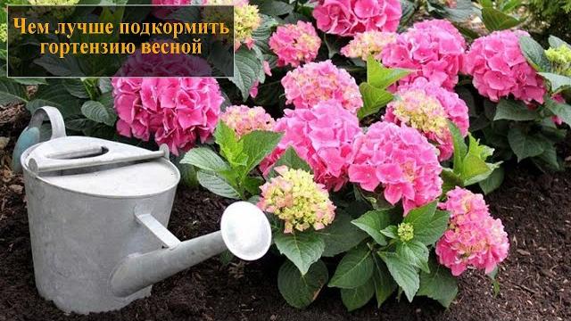 Чем подкормить гортензию весной Чем подкормить гортензию весной