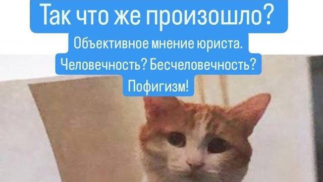 Кот Твикс. Так что же произошло? Объективное мнение юриста. Человечность? Бесчеловечность? Пофигизм! Кот Твикс. Так что же произошло? Объективное мнение юриста. Человечность? Бесчеловечность? Пофигизм!