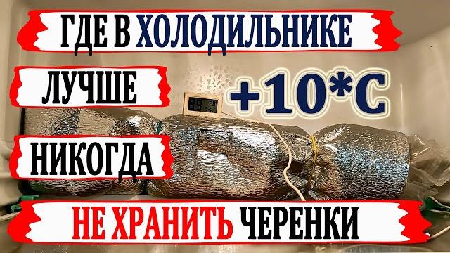 Стой! Даже не думай ТАК ХРАНИТЬ ЧЕРЕНКИ винограда в ХОЛОДИЛЬНИКЕ. Где лучшее место в холодильнике? Стой! Даже не думай ТАК ХРАНИТЬ ЧЕРЕНКИ винограда в ХОЛОДИЛЬНИКЕ. Где лучшее место в холодильнике?