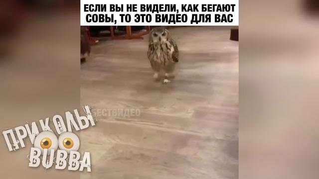Как Бегает Сова ↓↓↓ приколы 2020 Как Бегает Сова ↓↓↓ приколы 2020