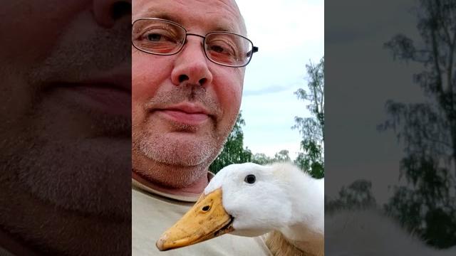 Снял видео про уток — и получил «по морде»! Снял видео про уток — и получил «по морде»!