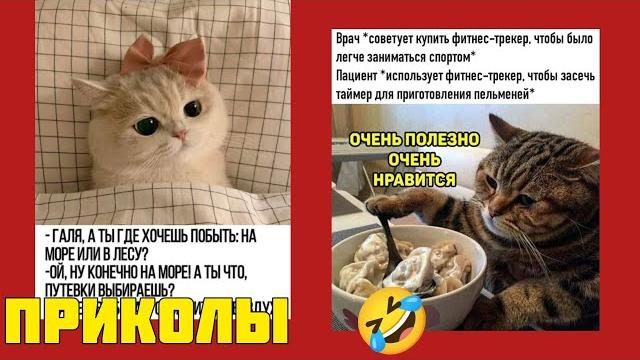 Позитив на максимум! Эти мемы заряжают энергией на весь день! смешные картинки приколы котики Позитив на максимум! Эти мемы заряжают энергией на весь день! смешные картинки приколы котики