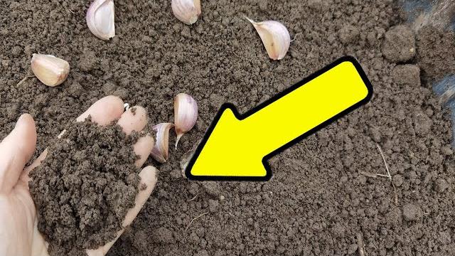 bed for garlic bed for garlic