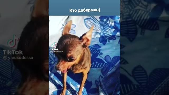 Кто доберман Кто доберман