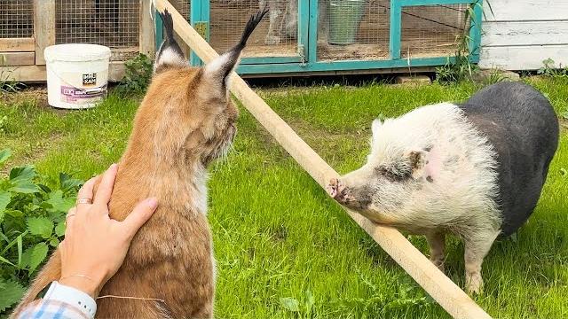 ПРОГУЛКА РЫСЕЙ И СВИНЬИ ПРОГУЛКА РЫСЕЙ И СВИНЬИ