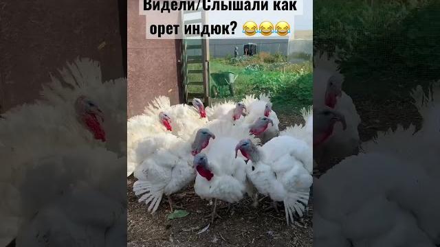 Индюк орет Индюк орет