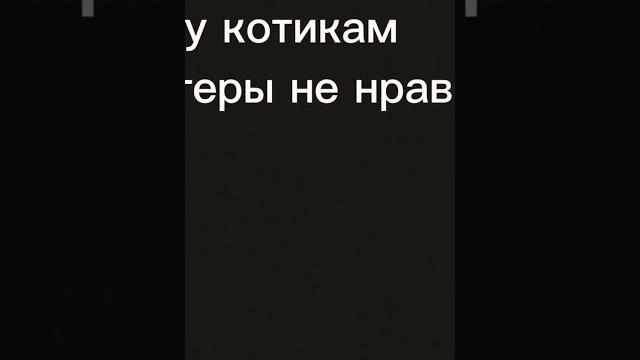 почему котикам компьютеры не нравятся? почему котикам компьютеры не нравятся?