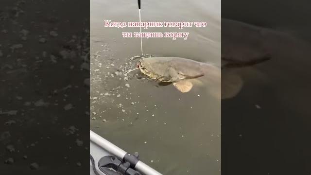 #рыбалка #юмор #прикол #news #bigfish #рыбалка #юмор #прикол #news #bigfish