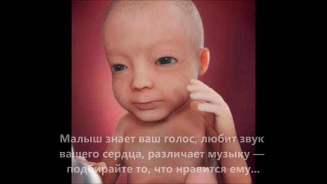 Развитие плода во время беременности по неделям Развитие плода во время беременности по неделям