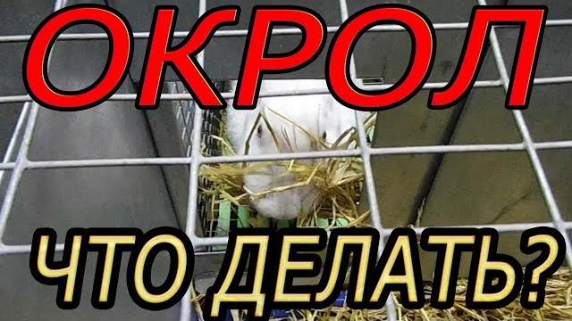 ОКРОЛ, подготовка гнездовья, маточника (видео 5) ОКРОЛ, подготовка гнездовья, маточника (видео 5)