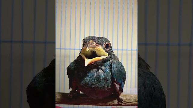 burung Tengkek Buto gacor tembakan rapat istimewa burung Tengkek Buto gacor tembakan rapat istimewa