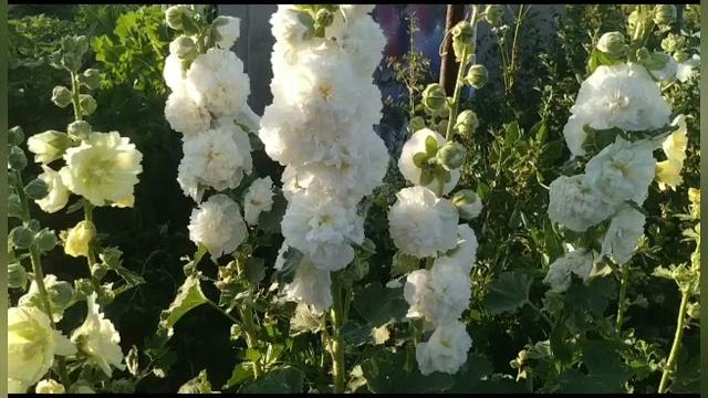 Мой любимый цветок - Шток роза Мой любимый цветок - Шток роза