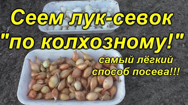 "Колхозный" способ посева лука-севка! Легко и просто! "Колхозный" способ посева лука-севка! Легко и просто!