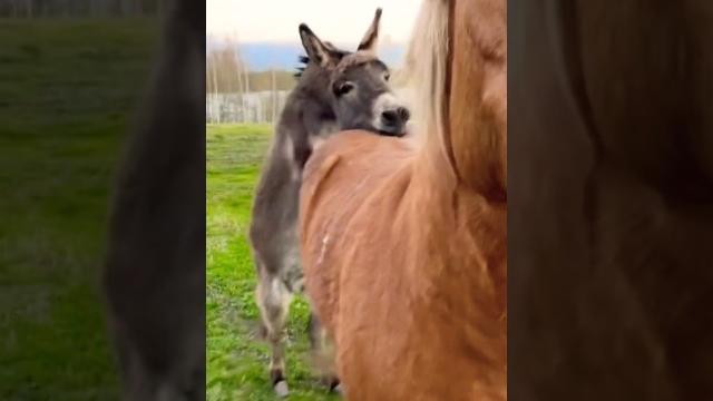 #романтика #встреча #лошадь #осел #villagevlog #horse #donkey #cavalo #burro #animals #amor #live #романтика #встреча #лошадь #осел #villagevlog #horse #donkey #cavalo #burro #animals #amor #live