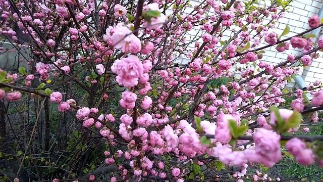 Как цветет миндаль. How almonds bloom Как цветет миндаль. How almonds bloom