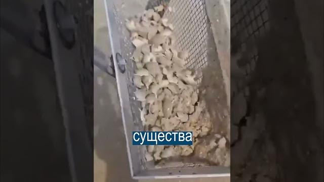 Чудища, которые живут в ПЕСКЕ НА ПЛЯЖЕ Чудища, которые живут в ПЕСКЕ НА ПЛЯЖЕ