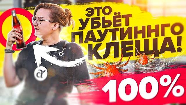 ПАУТИННЫЙ КЛЕЩ УЙДЕТ! САМЫЕ ЭФФЕКТИВНЫЕ СРЕДСТВА ПАУТИННЫЙ КЛЕЩ УЙДЕТ! САМЫЕ ЭФФЕКТИВНЫЕ СРЕДСТВА