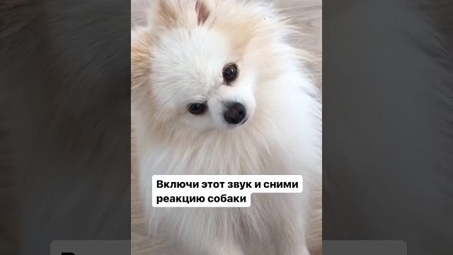 Магический звук для собак #бонди #шпицалогия #собака #пушистыйдруг #померанец #шпиц #мем Магический звук для собак #бонди #шпицалогия #собака #пушистыйдруг #померанец #шпиц #мем