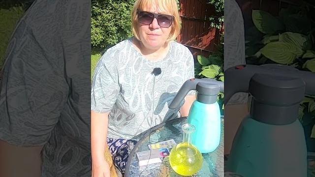 Фурацилин от грибковых заболеваний в саду и огороде. А что, так можно было? Да! Просто и безопасно Фурацилин от грибковых заболеваний в саду и огороде. А что, так можно было? Да! Просто и безопасно