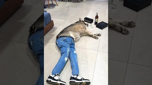 ПЬЯНАЯ СОБАКА НА ПОЛУ / DRUNK DOG ON THE FLOOR ПЬЯНАЯ СОБАКА НА ПОЛУ / DRUNK DOG ON THE FLOOR