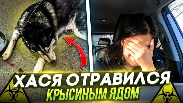 Хася Отравился СРОЧНО еду домой, потом за антидотом, а ночью в Ставрополь на переливание крови Хася Отравился СРОЧНО еду домой, потом за антидотом, а ночью в Ставрополь на переливание крови