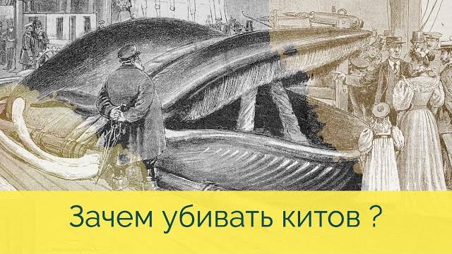 Ворвань: что это и зачем ради неё убивать китов? Ворвань: что это и зачем ради неё убивать китов?