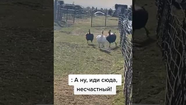 НЕ ДРАЗНИТЕ ИНДЮКОВ #shorts НЕ ДРАЗНИТЕ ИНДЮКОВ #shorts