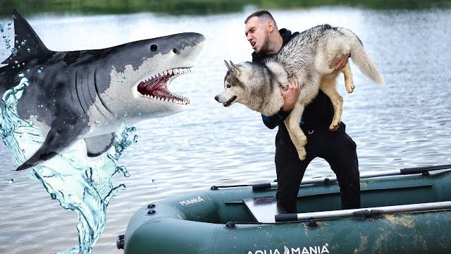 ЛУЧШИЕ ПРАНКИ НАД СОБАКАМИ / приколы с животными 2022 ЛУЧШИЕ ПРАНКИ НАД СОБАКАМИ / приколы с животными 2022