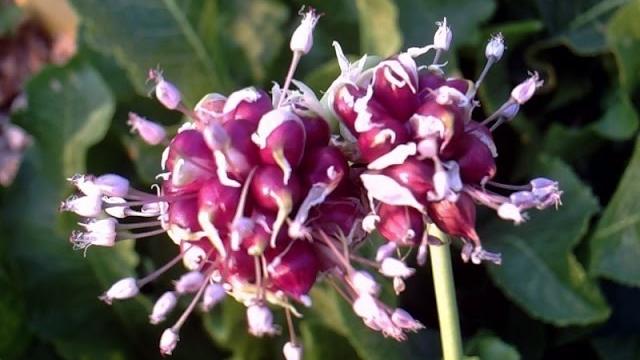 Сажаем чеснок (бульбочки) Сажаем чеснок (бульбочки)