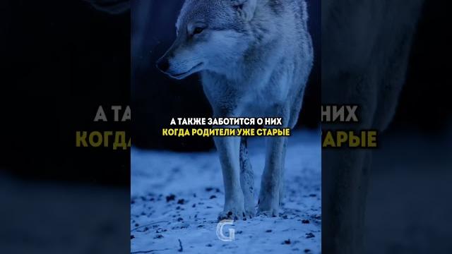 Будь как волк! Будь как волк!
