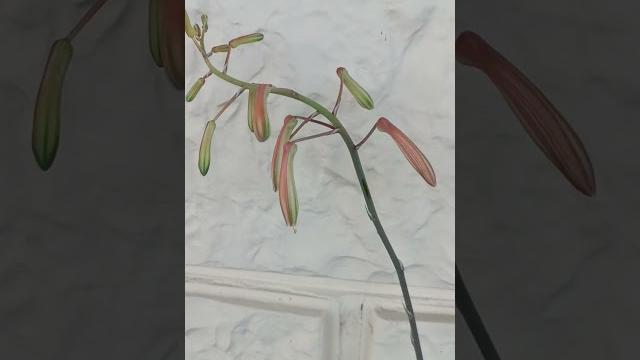 А вы видели, как цветёт алоэ? А вы видели, как цветёт алоэ?