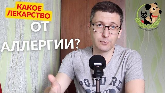 Что дать кошке от аллергии? Кошка чешется Что дать кошке от аллергии? Кошка чешется